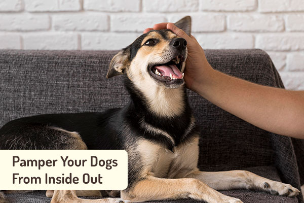 Pamper your dogs from inside out